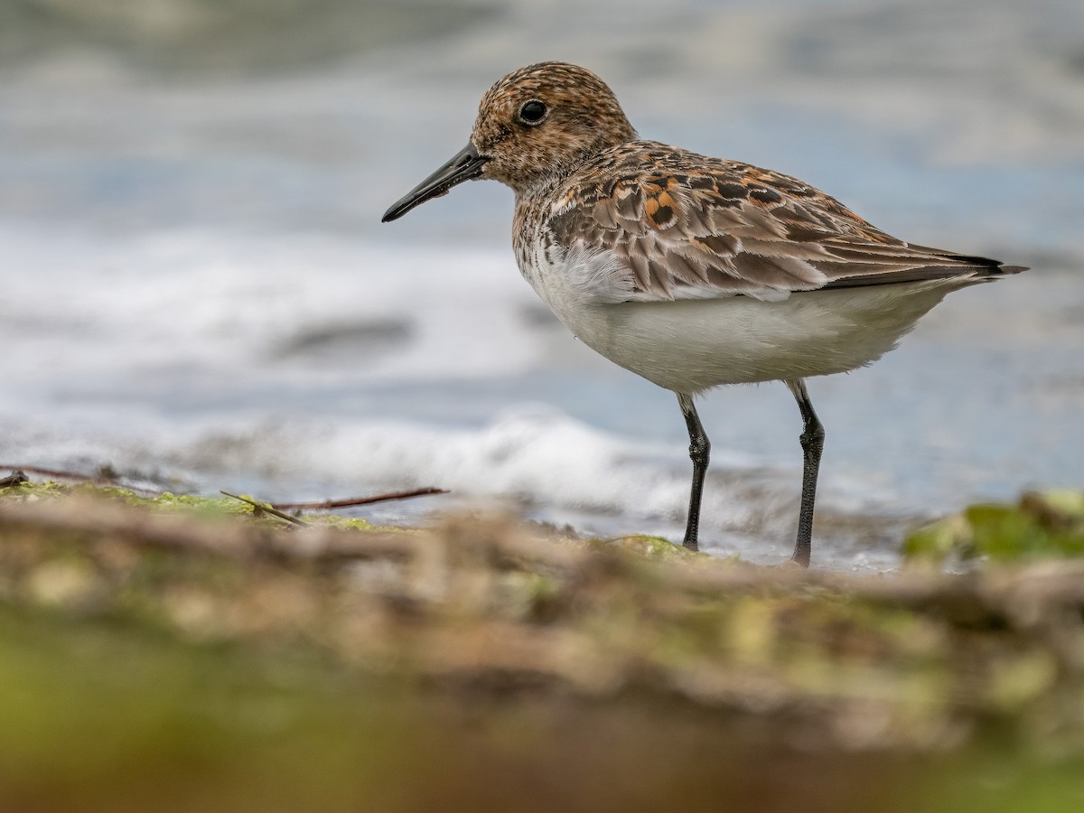 Sanderling - Sam  O'Donnell