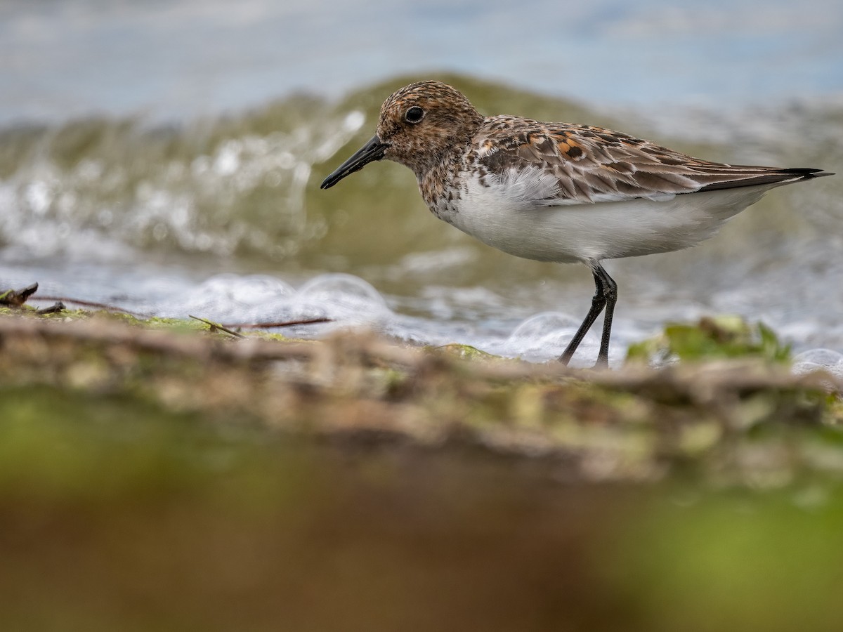 Sanderling - Sam  O'Donnell