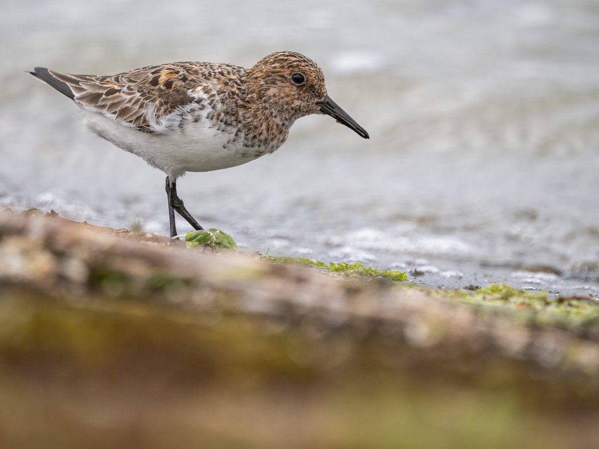 Sanderling - Sam  O'Donnell