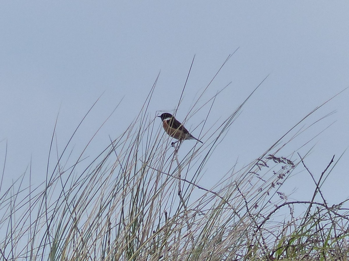 European Stonechat - ML619493627