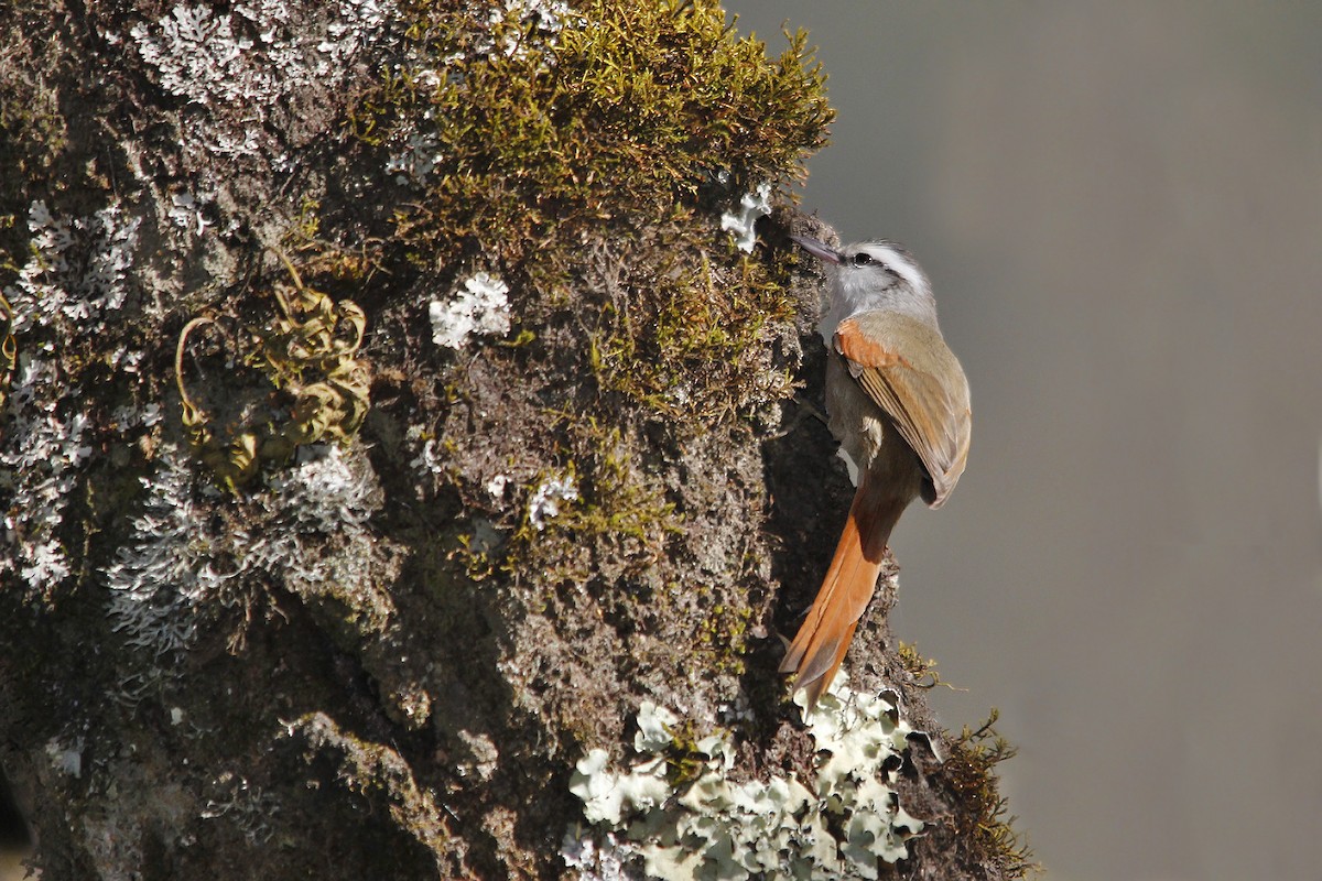 Stripe-crowned Spinetail - Adrián Braidotti