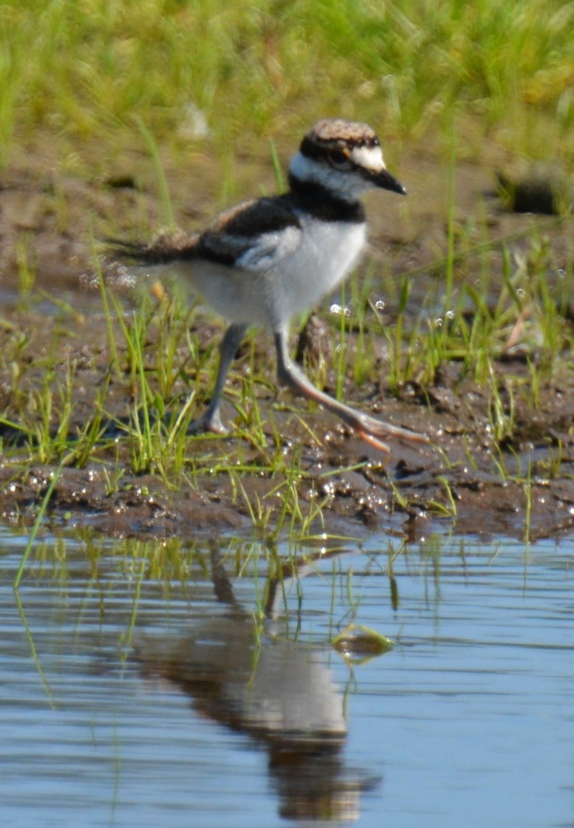 Killdeer - Micky Komara