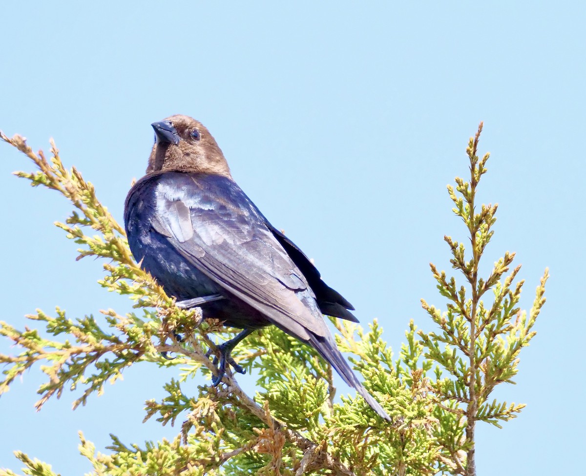 Brown-headed Cowbird - Martin Byhower