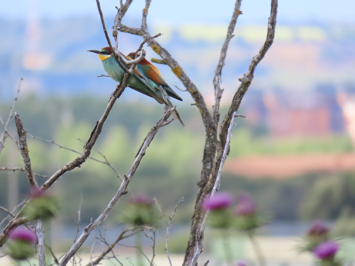 European Bee-eater - Federico  Iglesias García