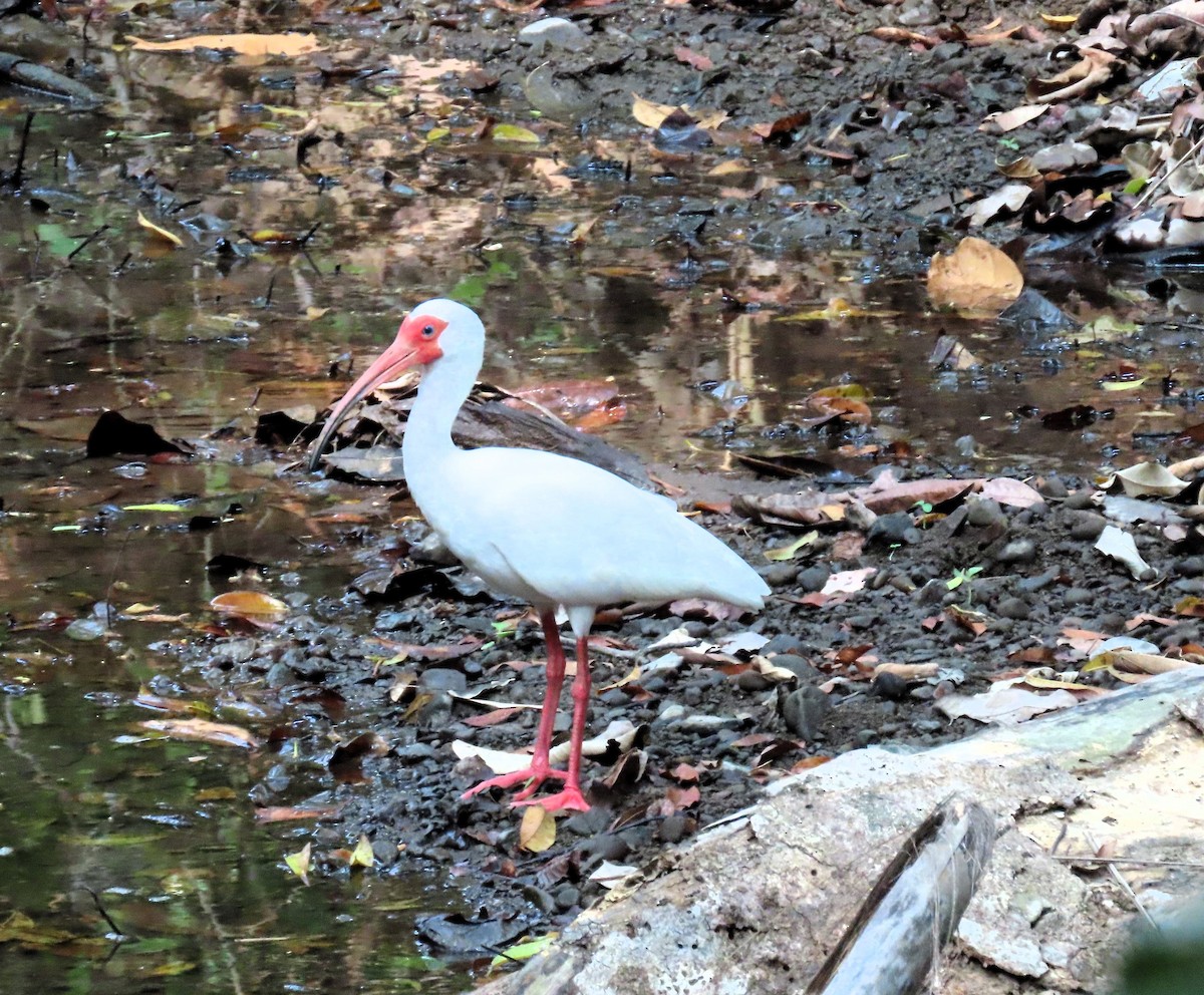 White Ibis - John Kugler