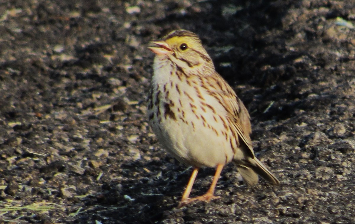 Savannah Sparrow - Fred Kachmarik