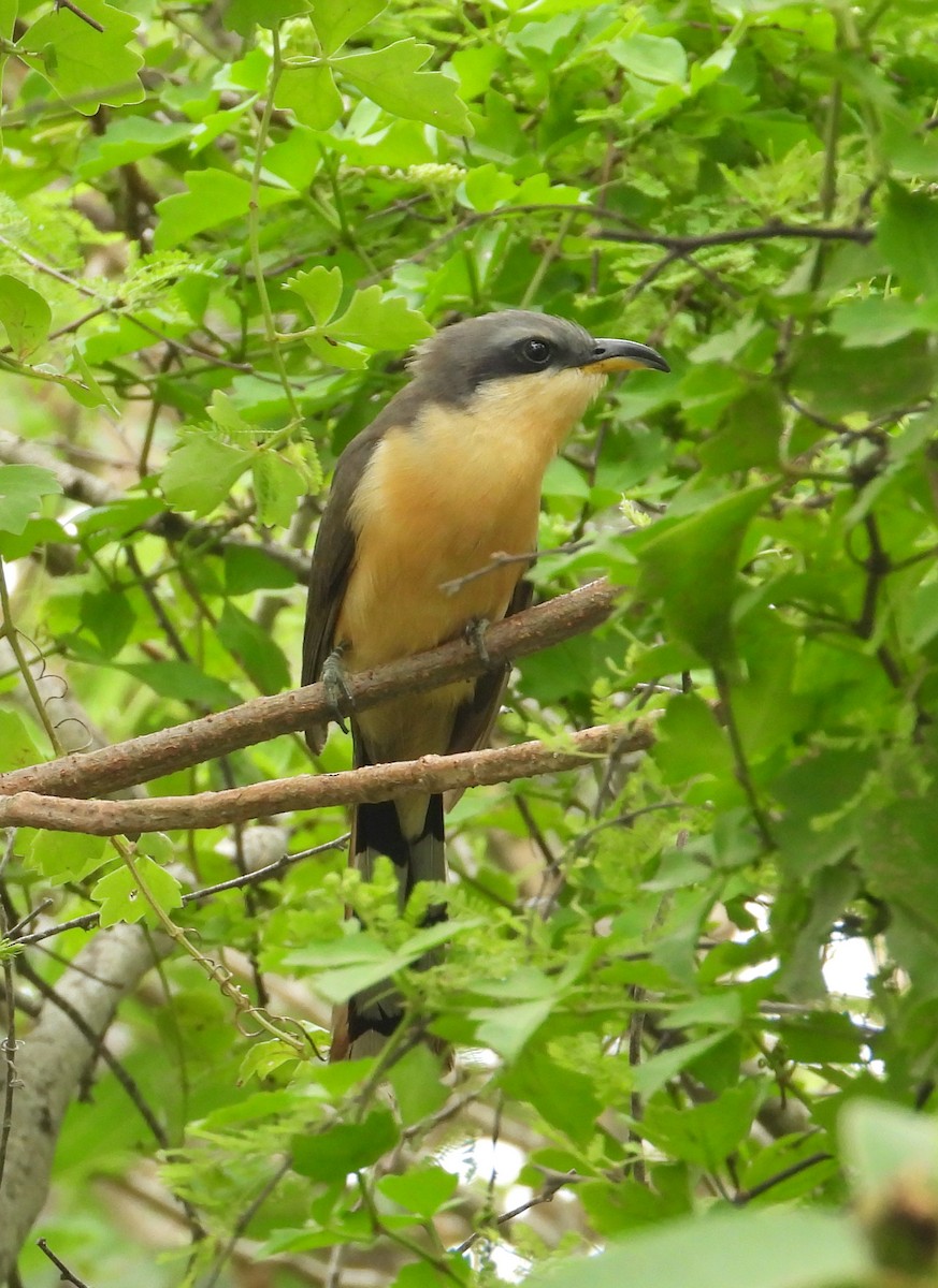 Mangrove Cuckoo - ML619493652