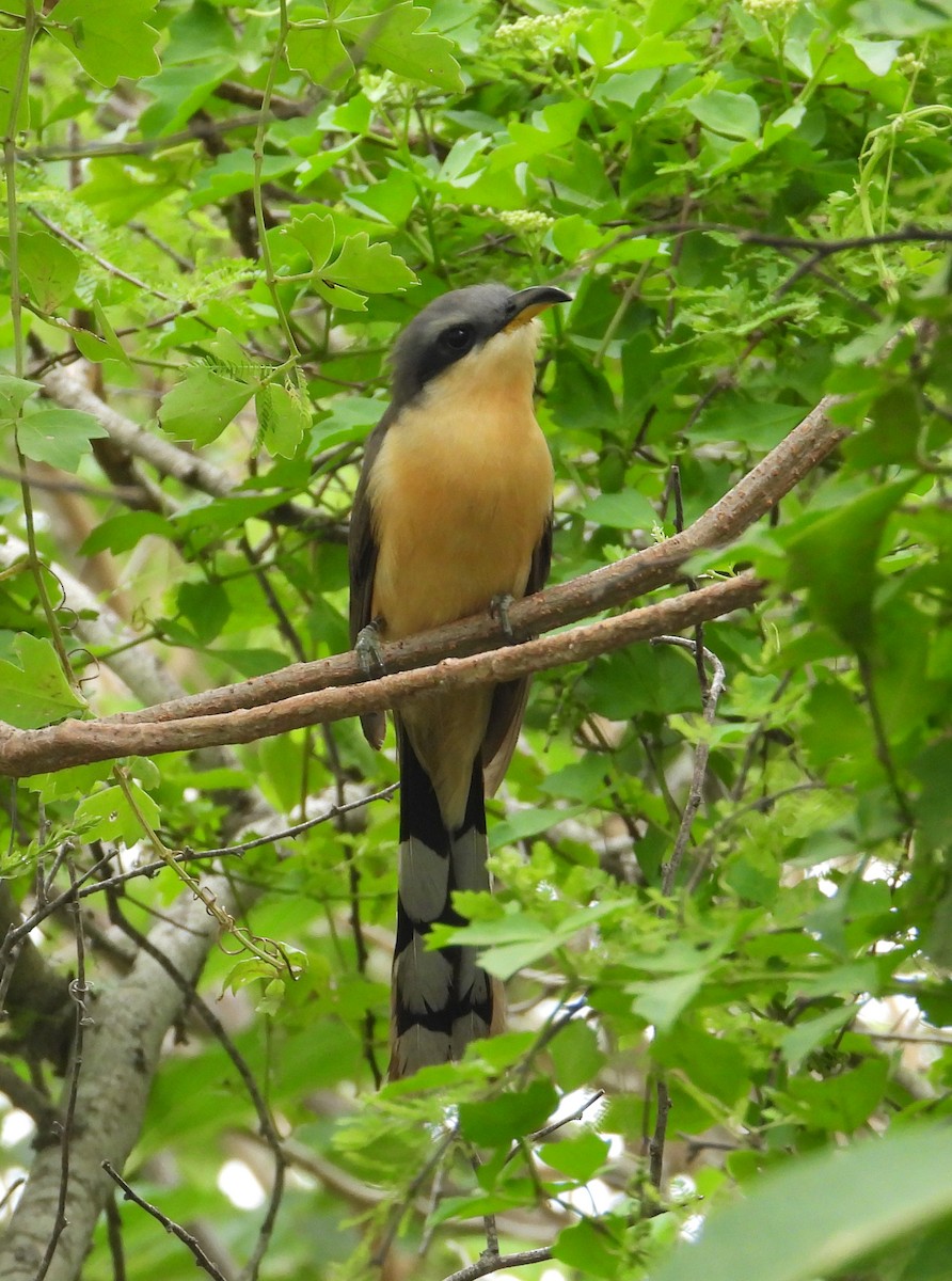 Mangrove Cuckoo - ML619493653