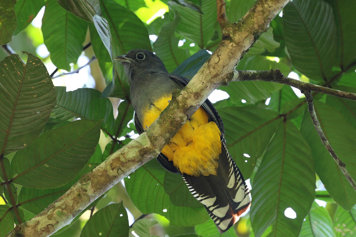 Green-backed Trogon - Miguel Podas