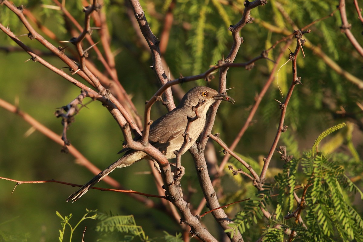 Bendire's Thrasher - Jesse Pline