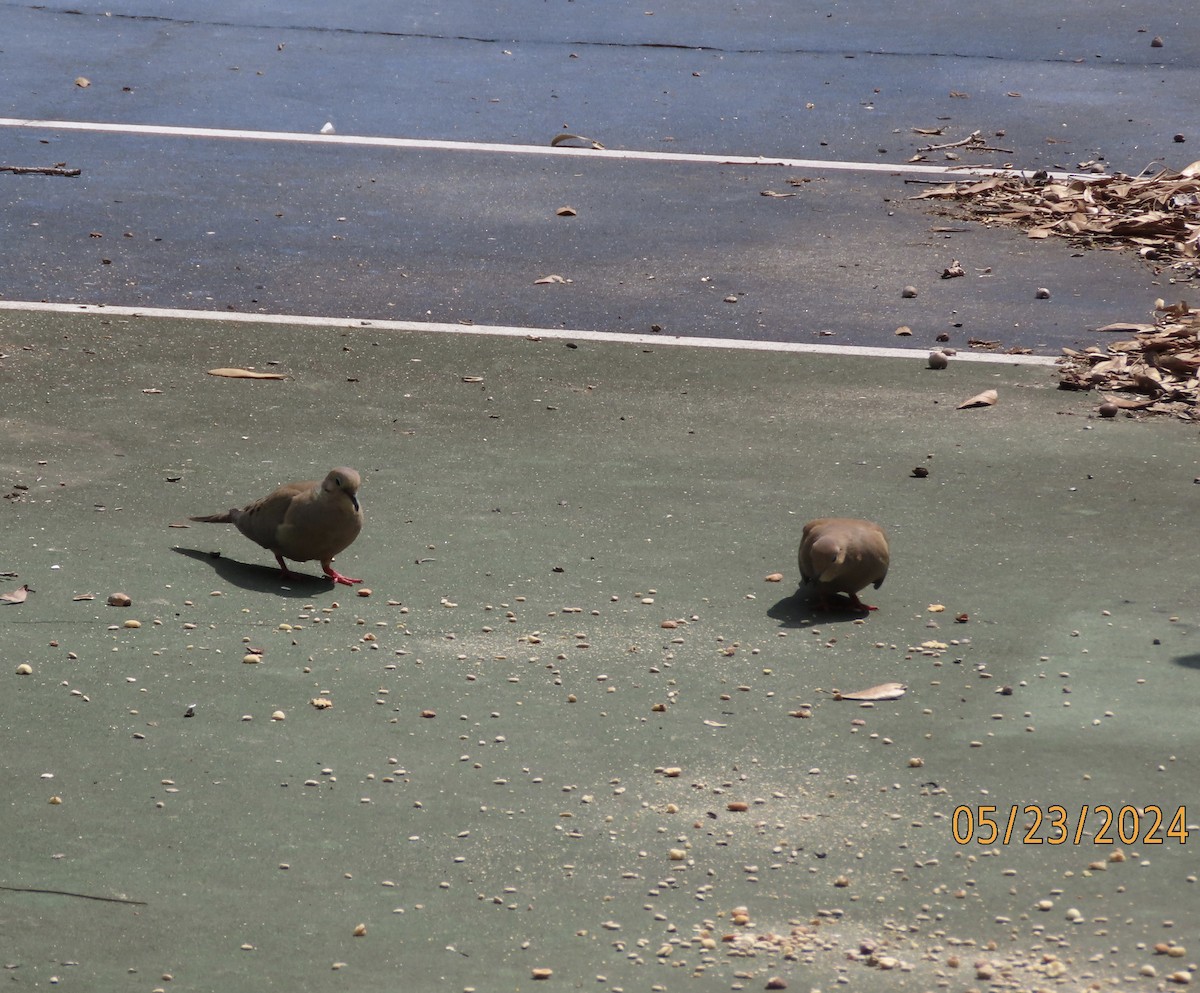 Mourning Dove - Susan Leake