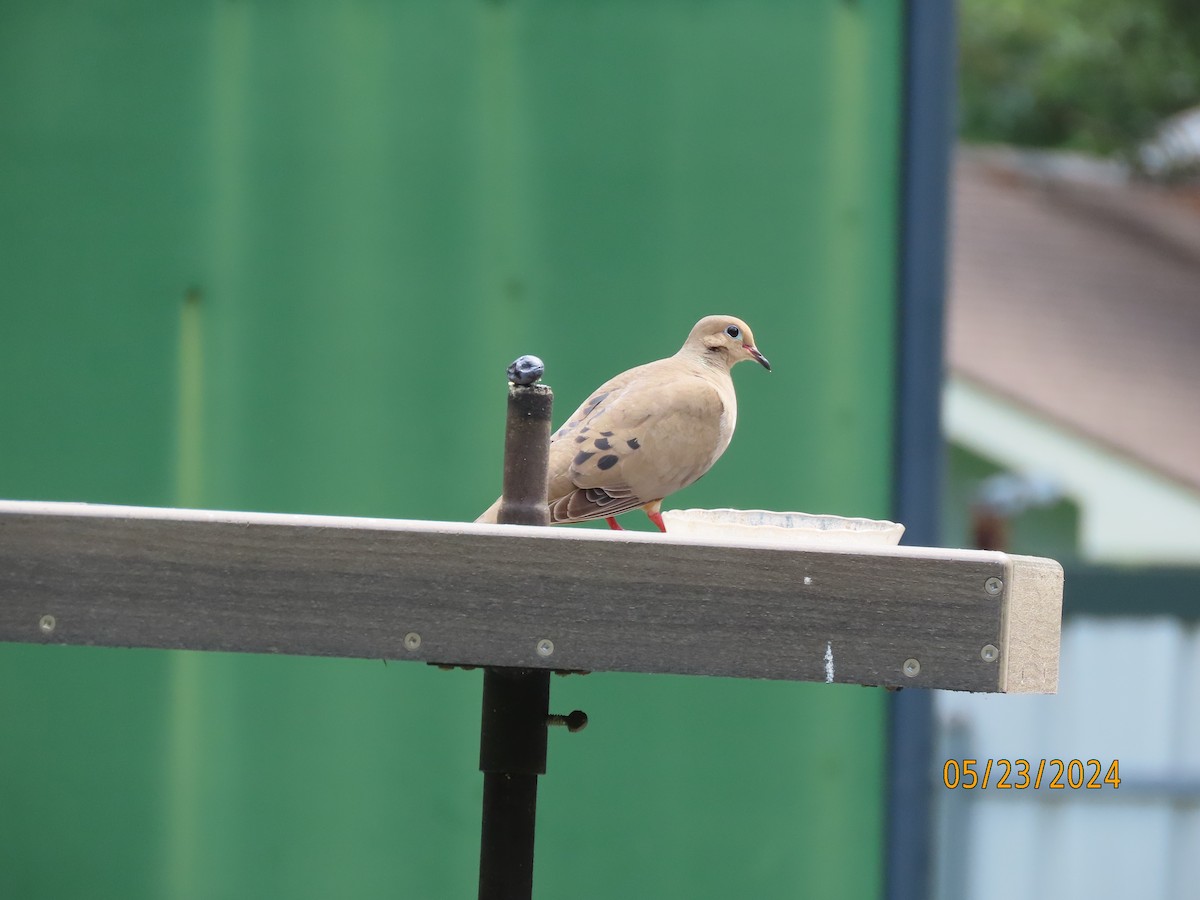 Mourning Dove - Susan Leake