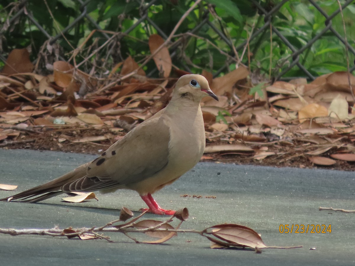 Mourning Dove - Susan Leake