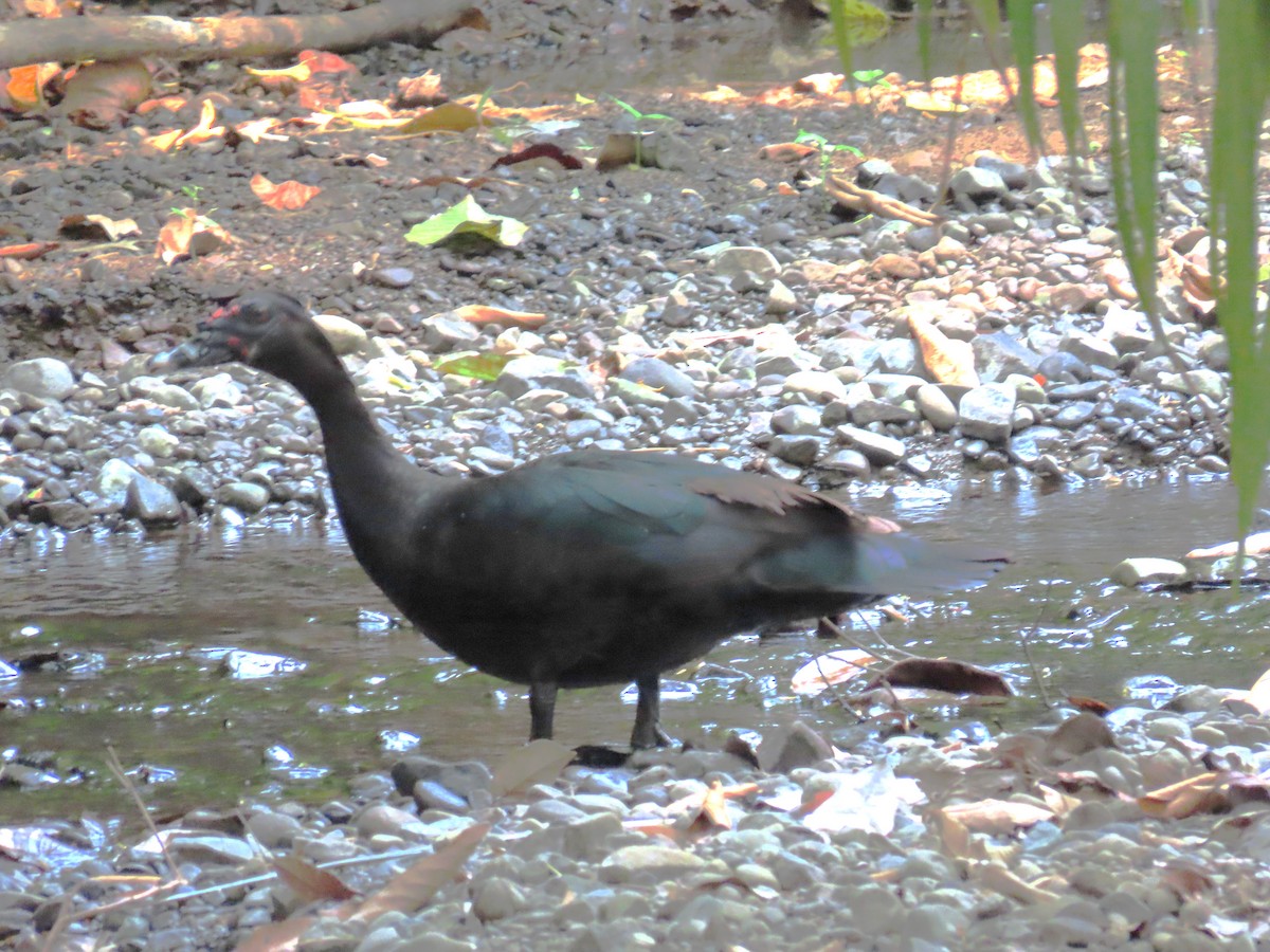 Muscovy Duck - John Kugler