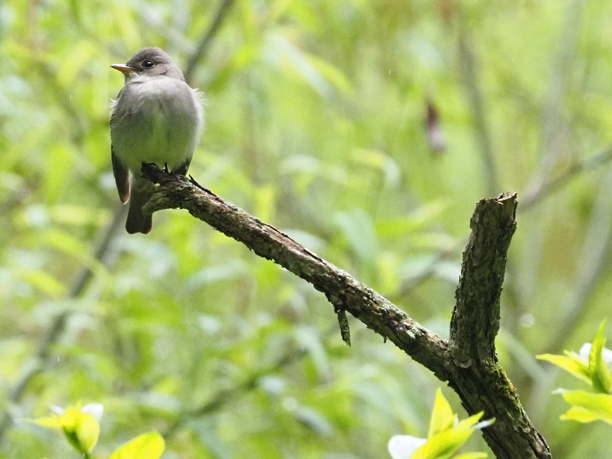 Acadian Flycatcher - Bill Kunze