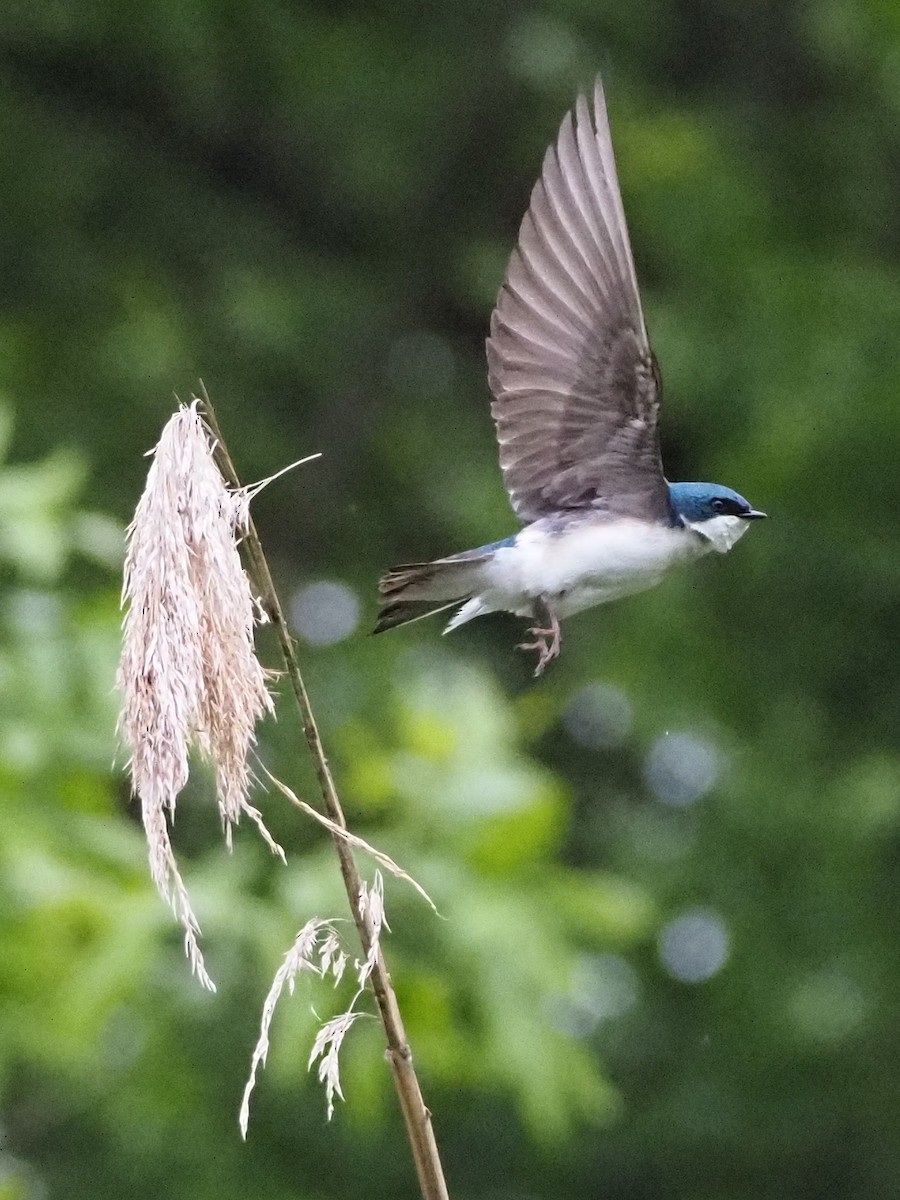 Tree Swallow - Bill Kunze