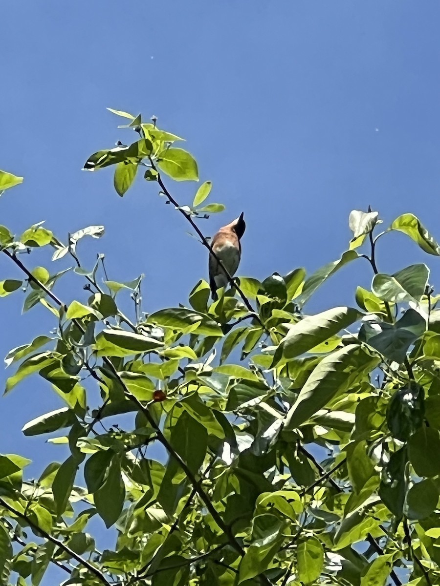 Eastern Bluebird - ML619493692