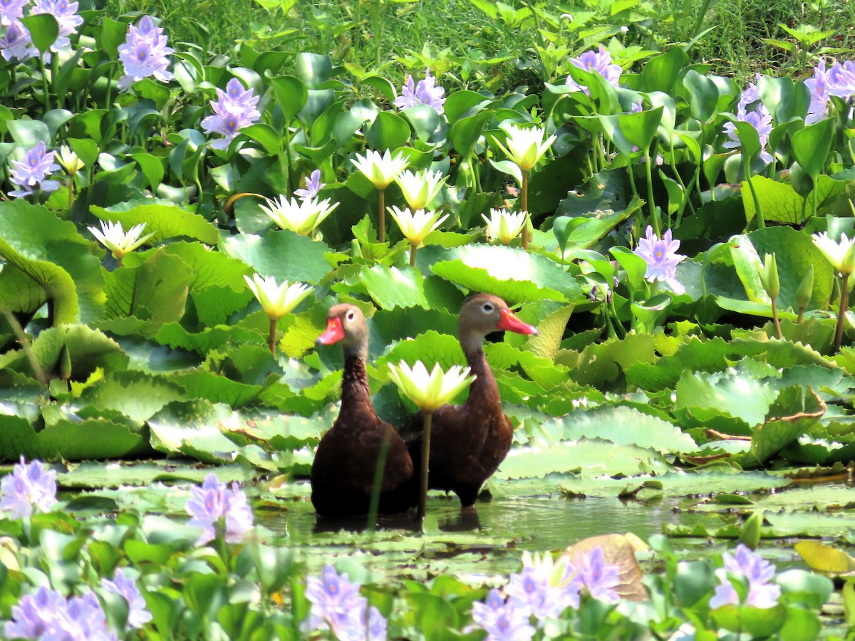 Black-bellied Whistling-Duck - John Kugler