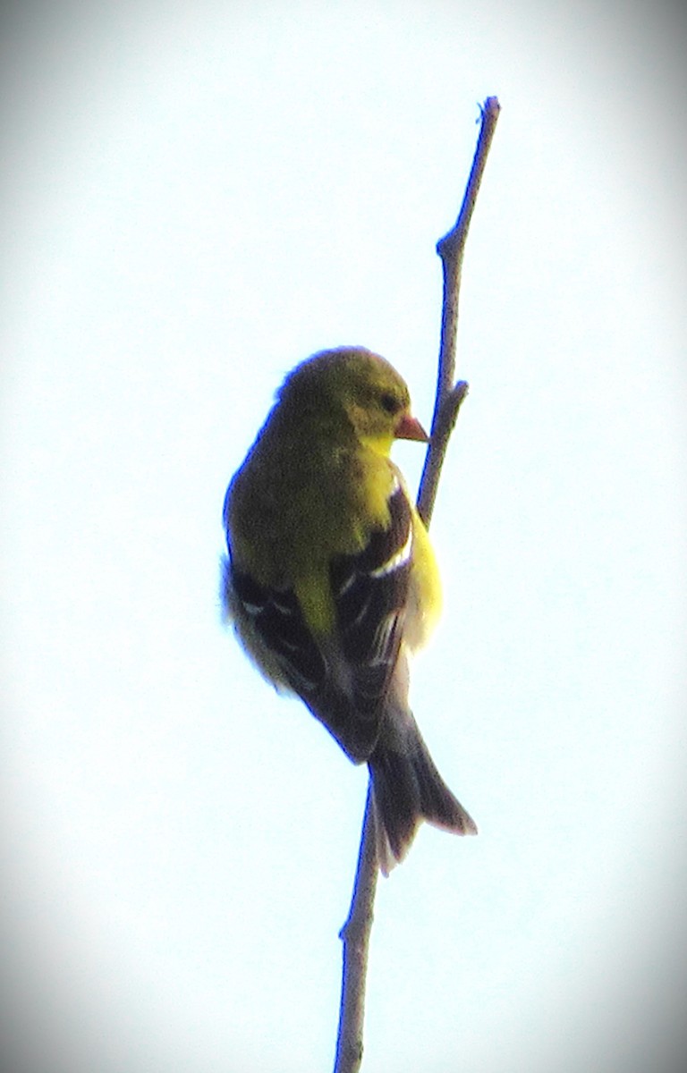 Willow Flycatcher - Fred Kachmarik