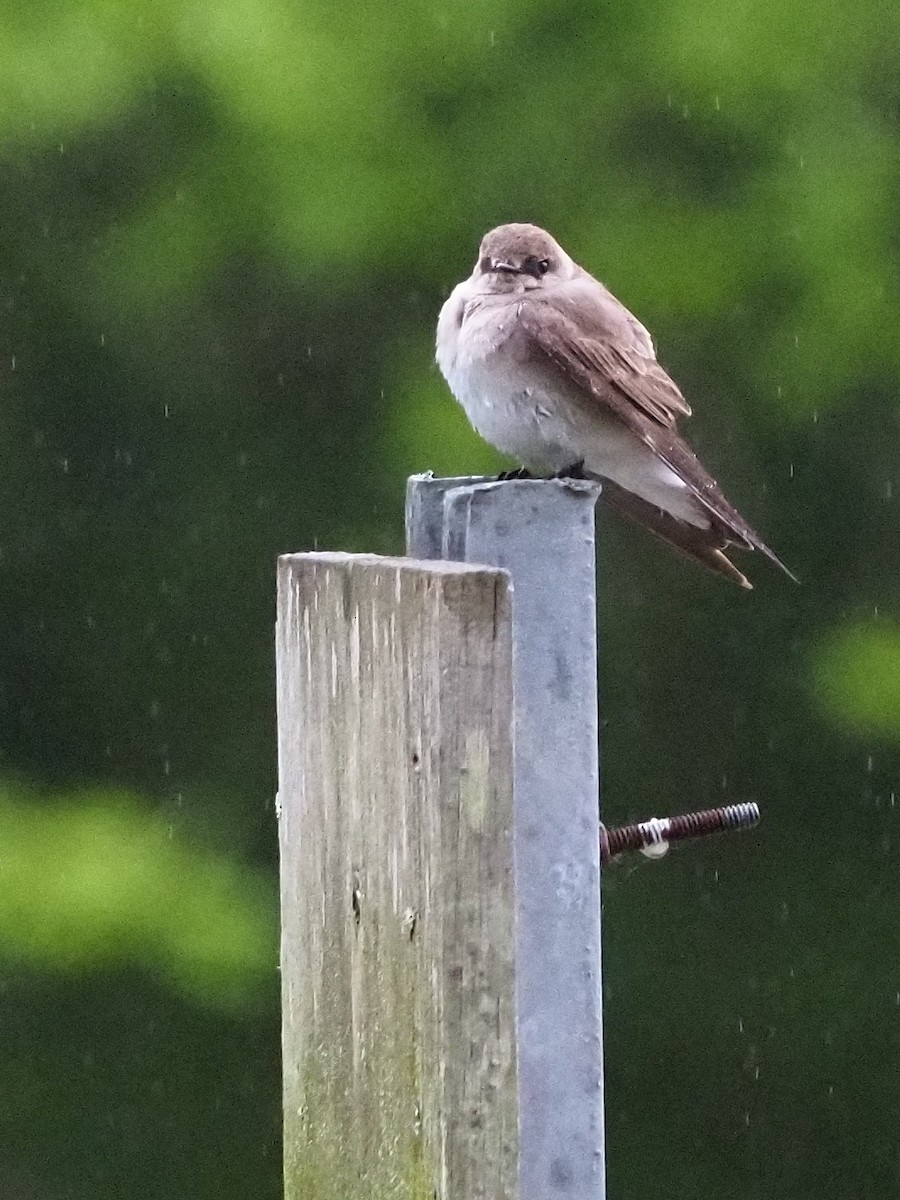 Northern Rough-winged Swallow - Bill Kunze