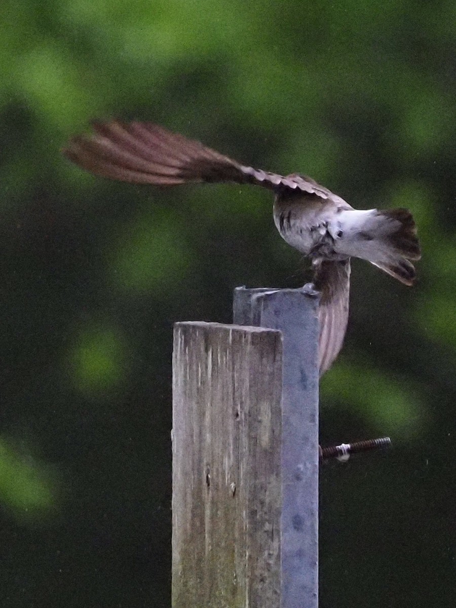 Northern Rough-winged Swallow - Bill Kunze