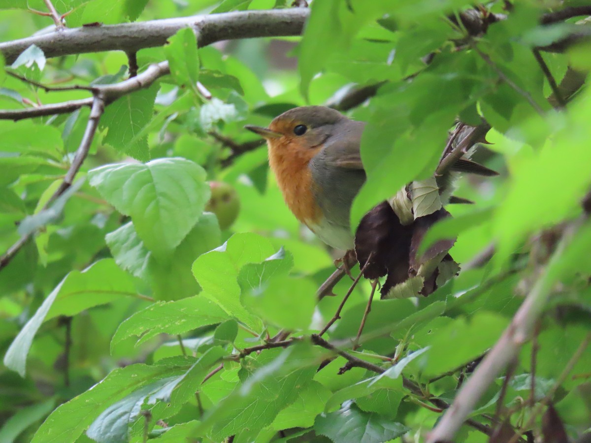 European Robin - Federico  Iglesias García