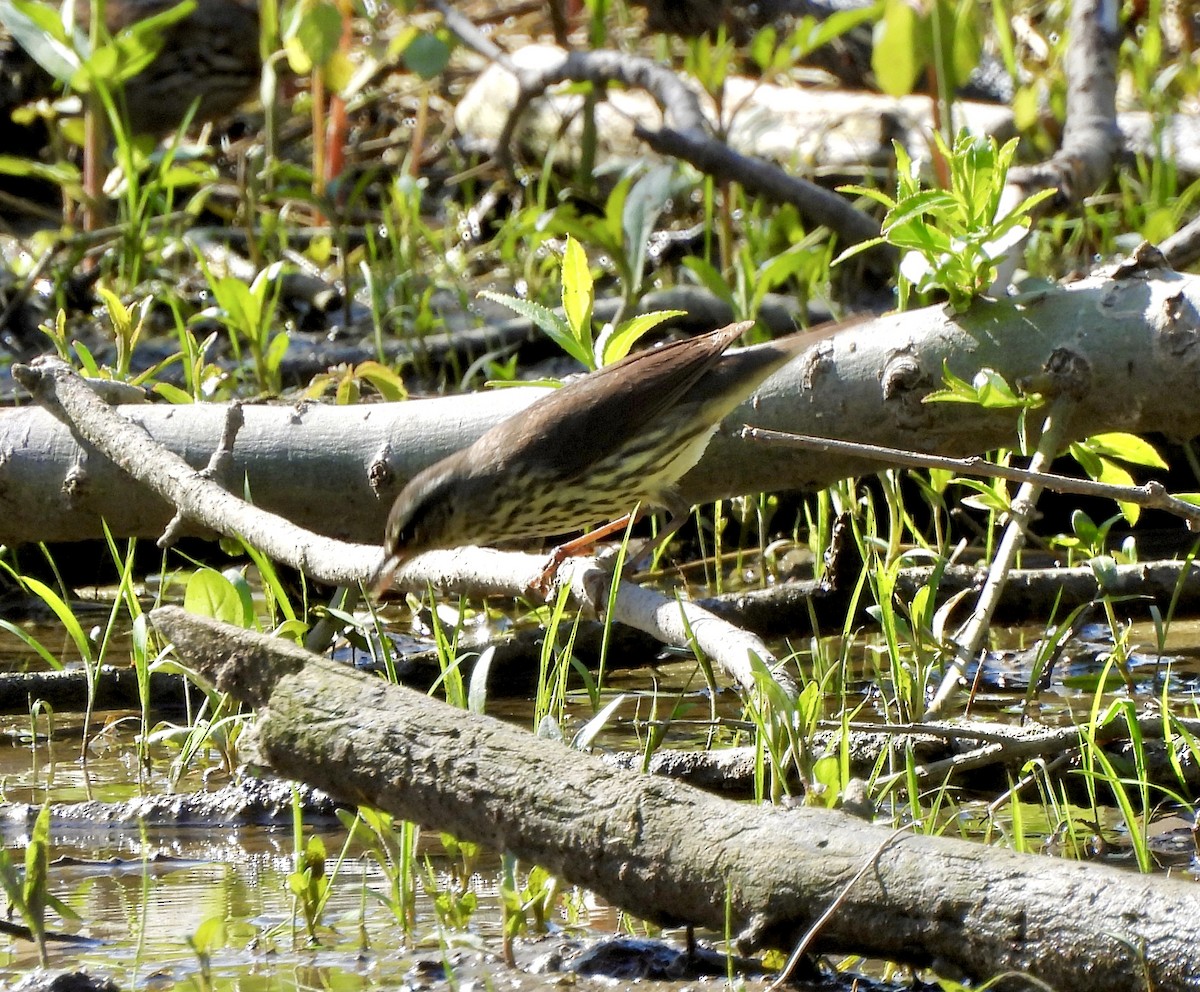 Northern Waterthrush - William McClellan