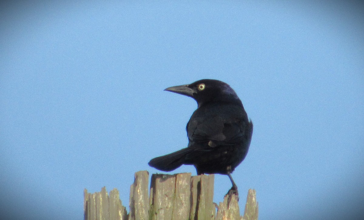 Common Grackle - Fred Kachmarik