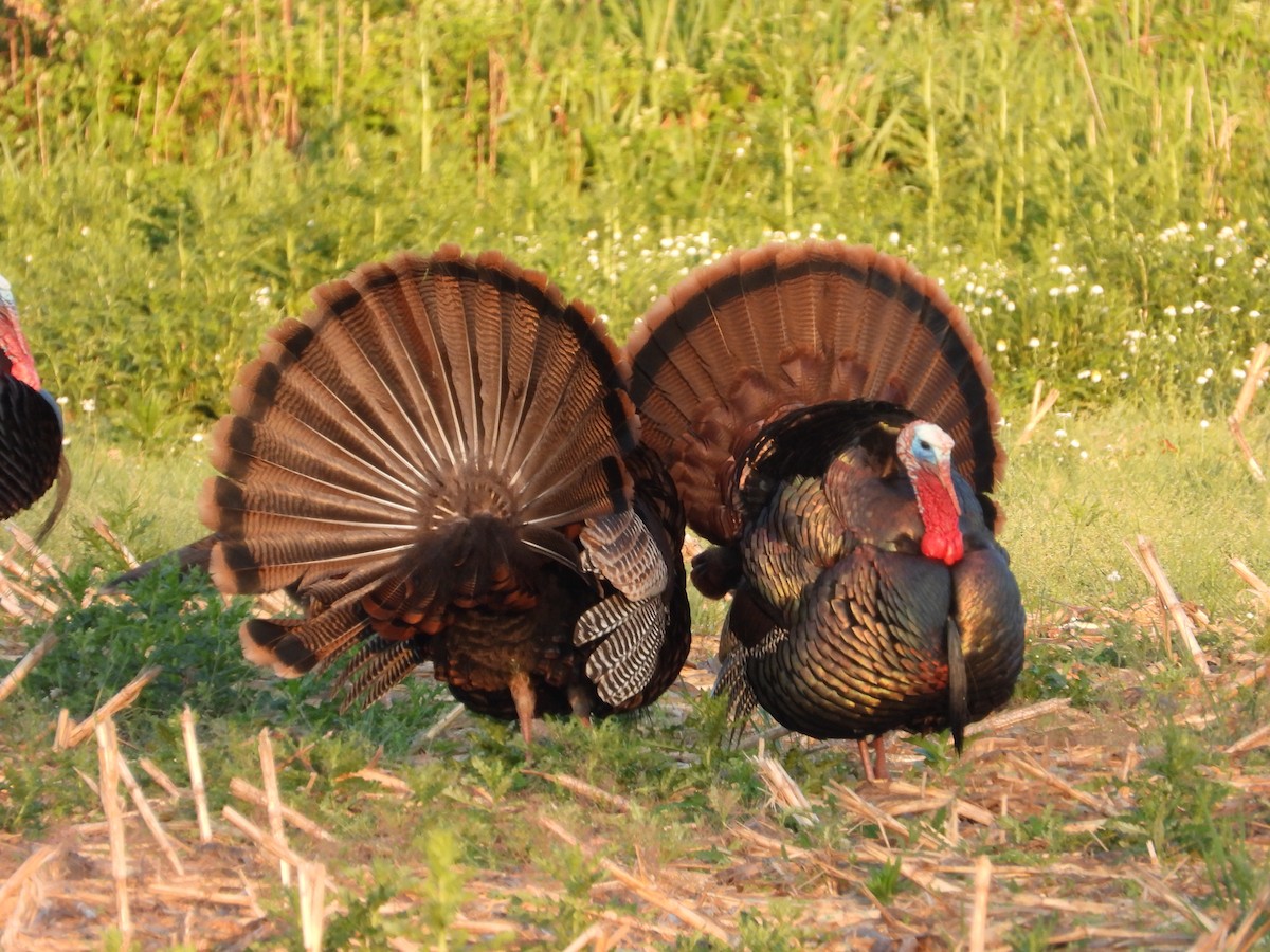 Wild Turkey - rita laurance