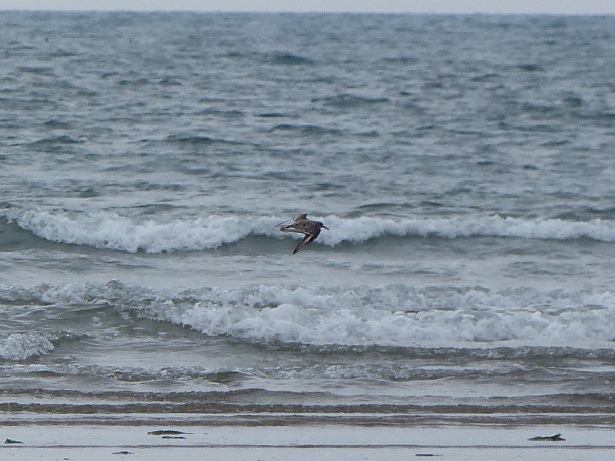 Sanderling - ML619493709