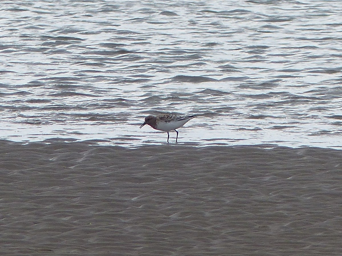 Sanderling - ML619493710