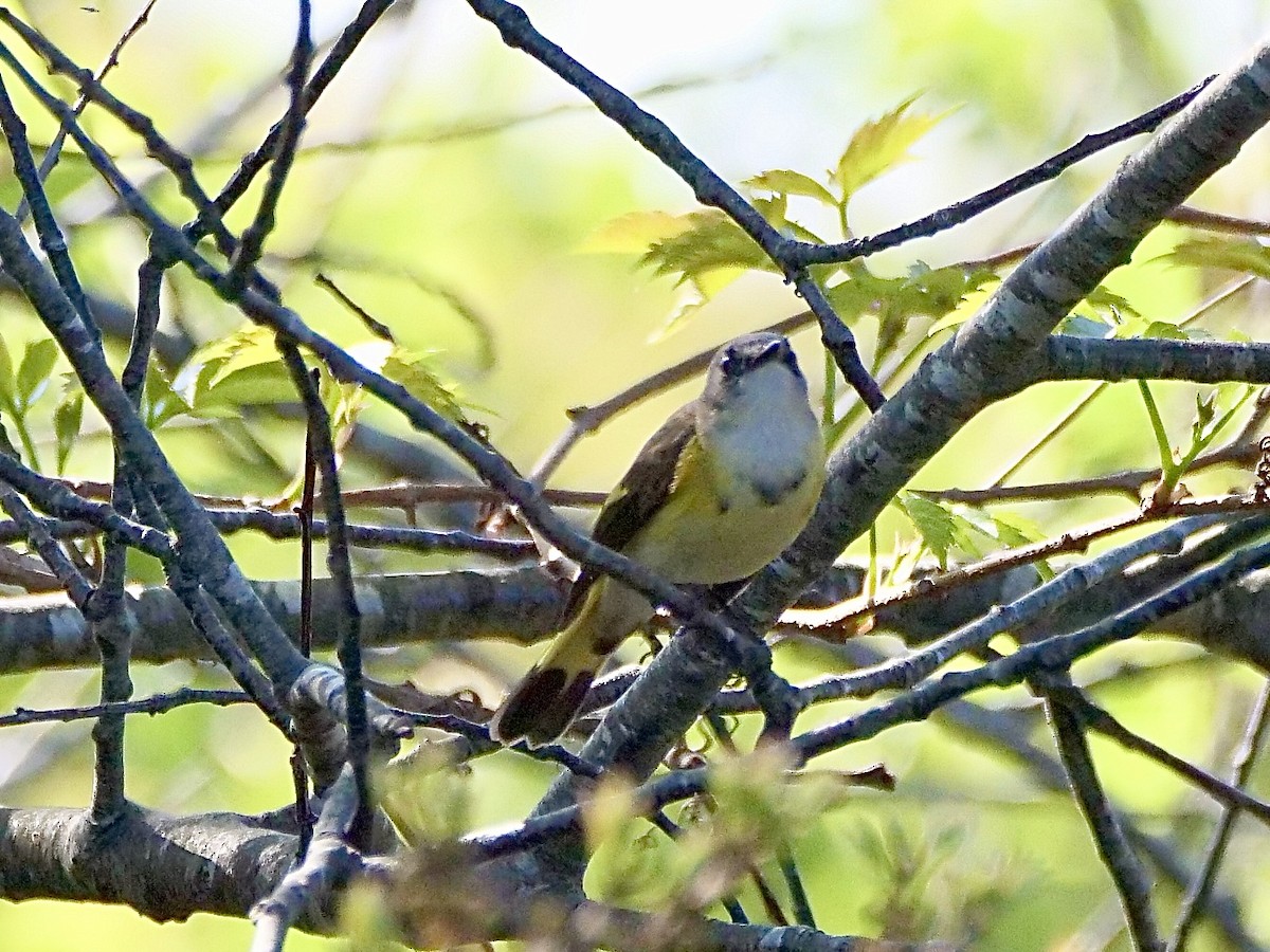 American Redstart - Martin Byhower