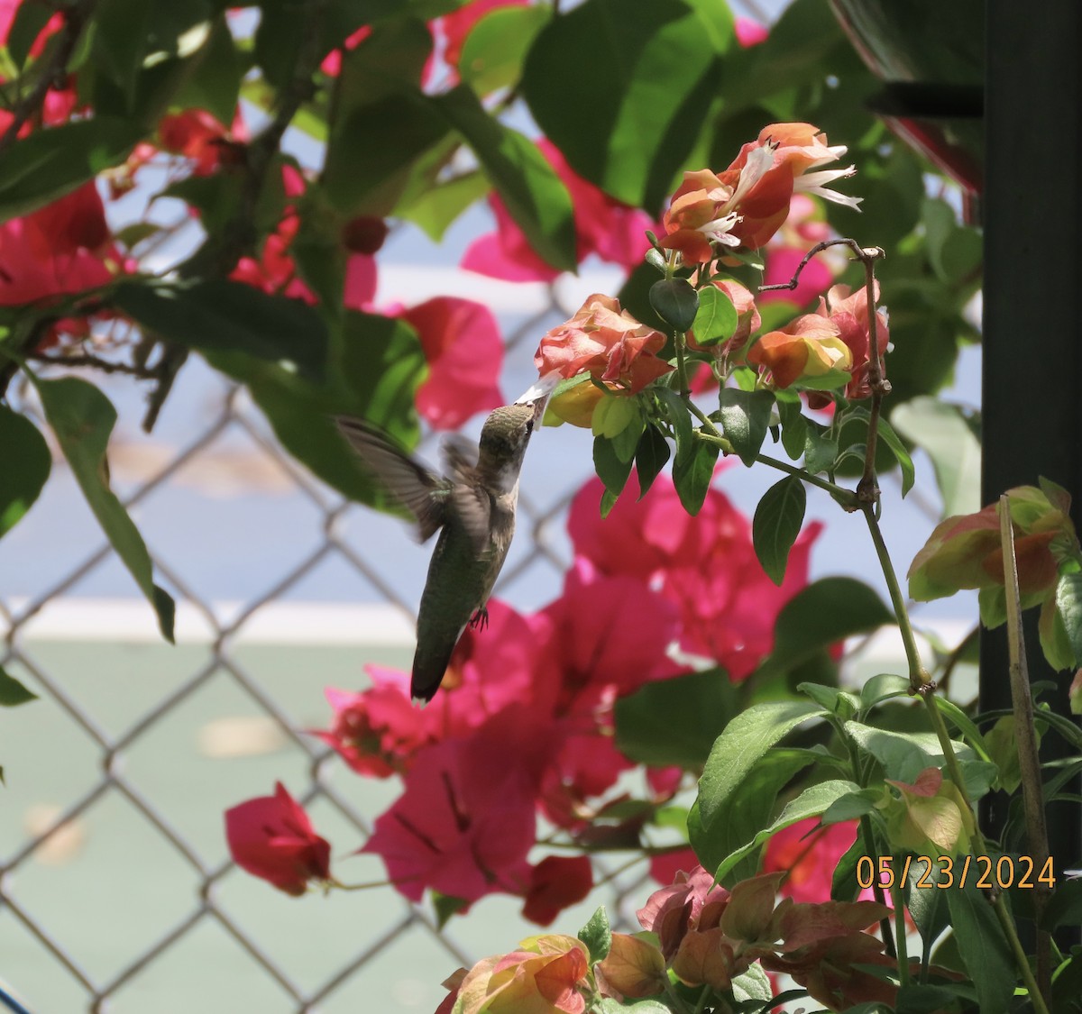 Ruby-throated Hummingbird - Susan Leake