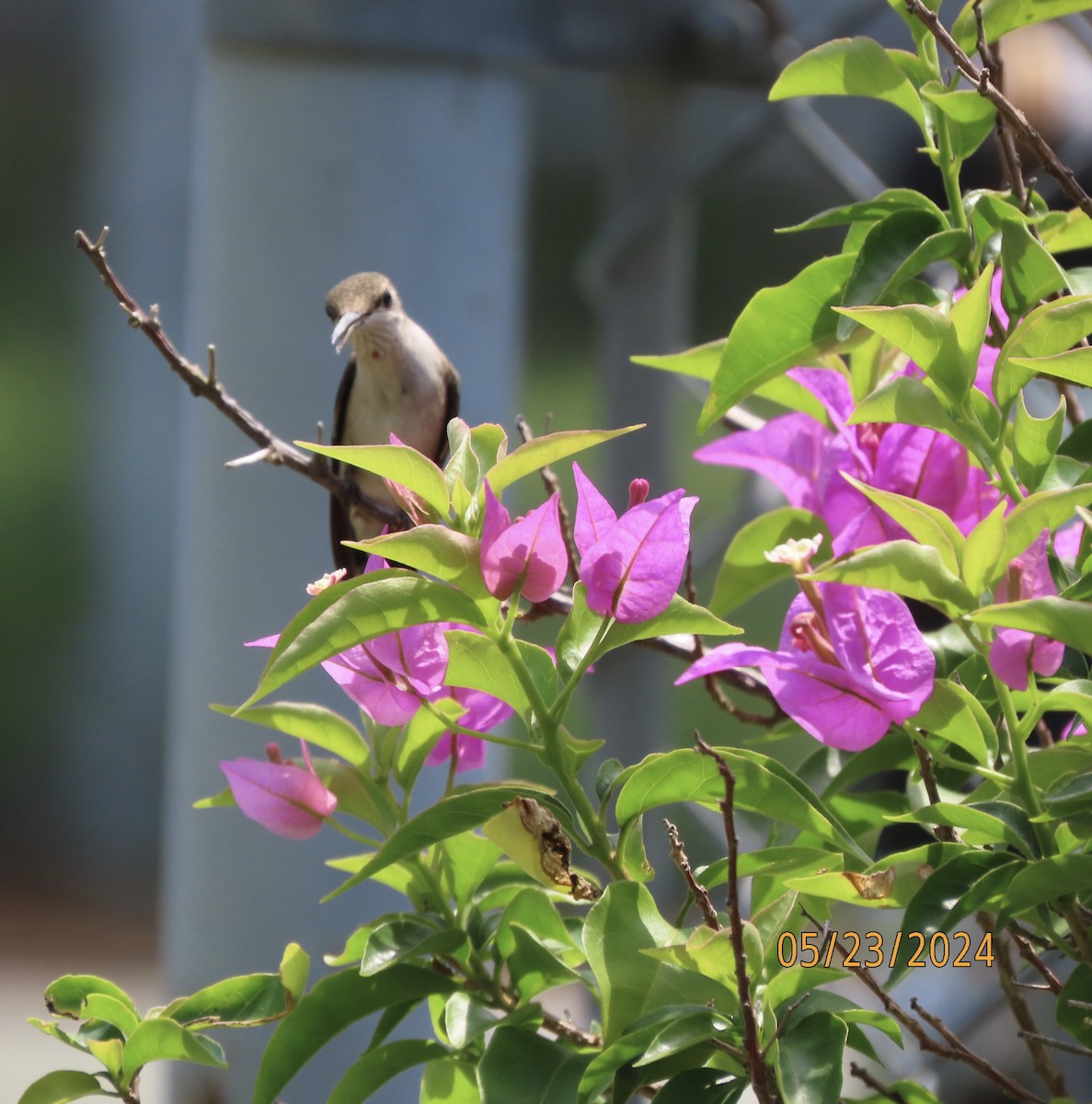 Ruby-throated Hummingbird - Susan Leake