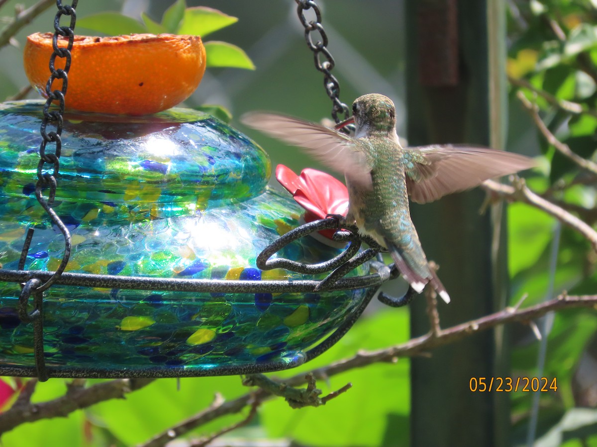 Ruby-throated Hummingbird - Susan Leake