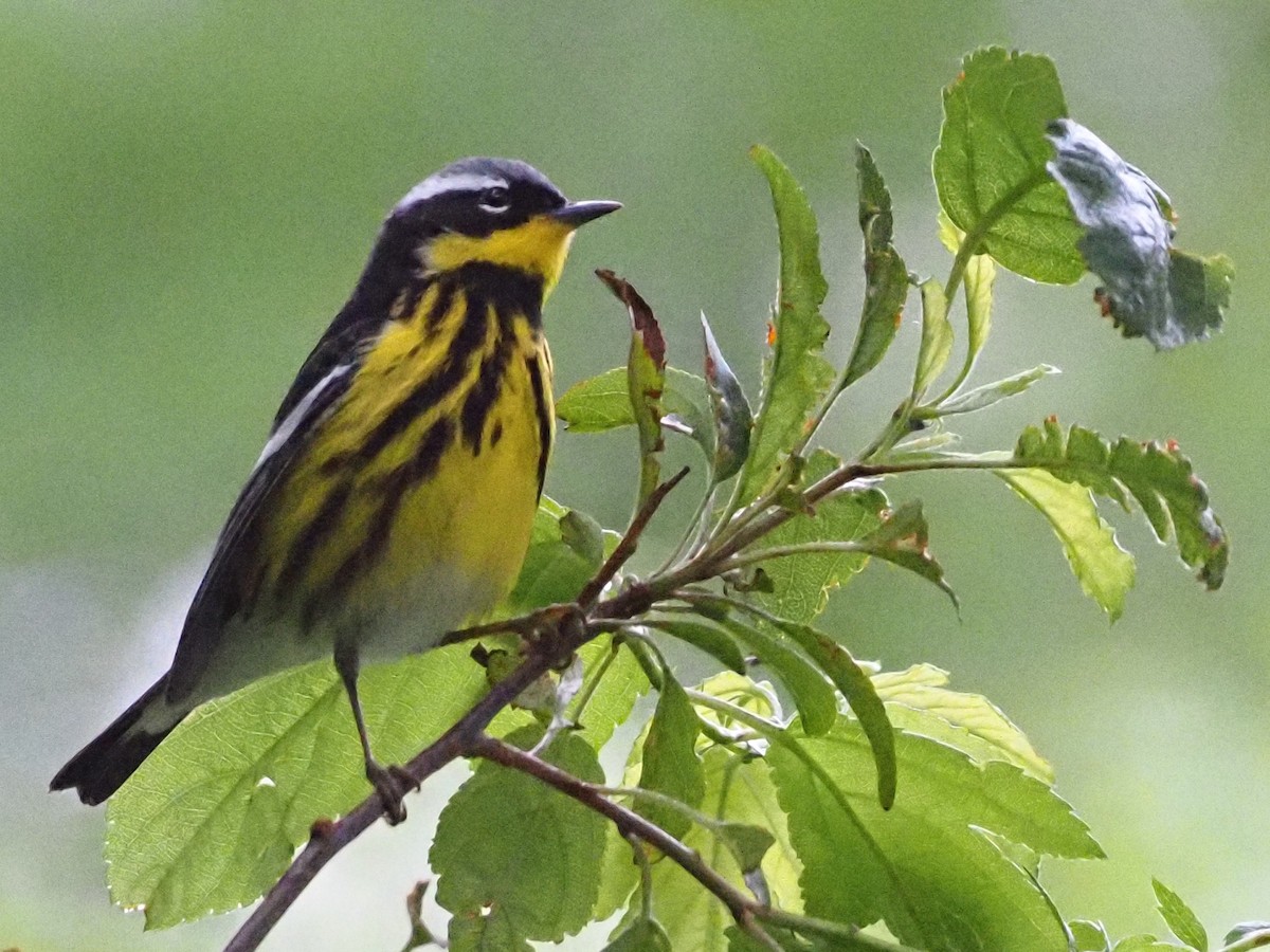 Magnolia Warbler - Bill Kunze