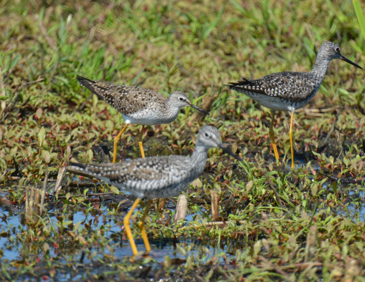 Lesser Yellowlegs - ML619493741