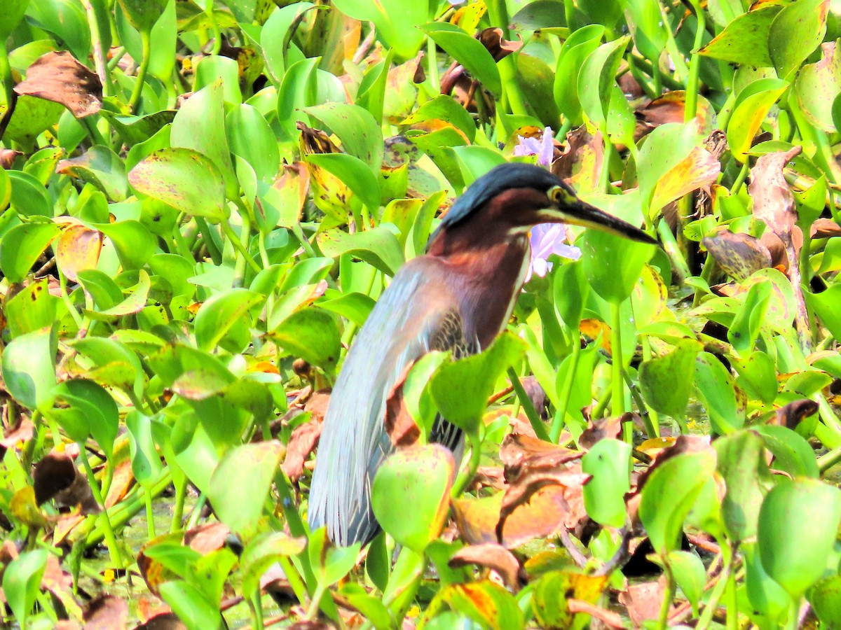 Green Heron - John Kugler