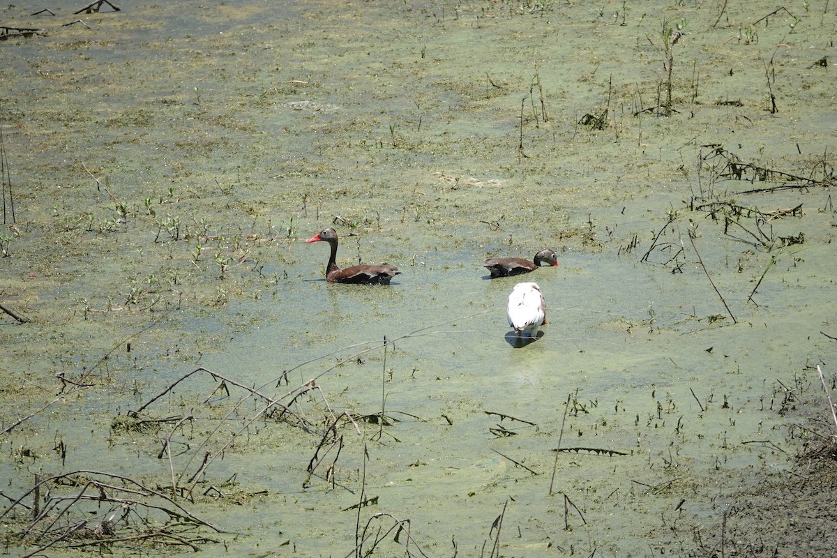 Black-bellied Whistling-Duck - John  Paalvast