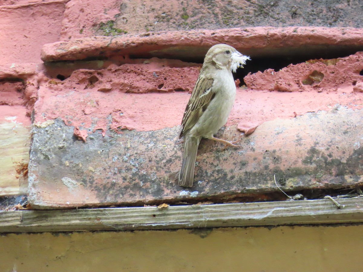 House Sparrow - Federico  Iglesias García