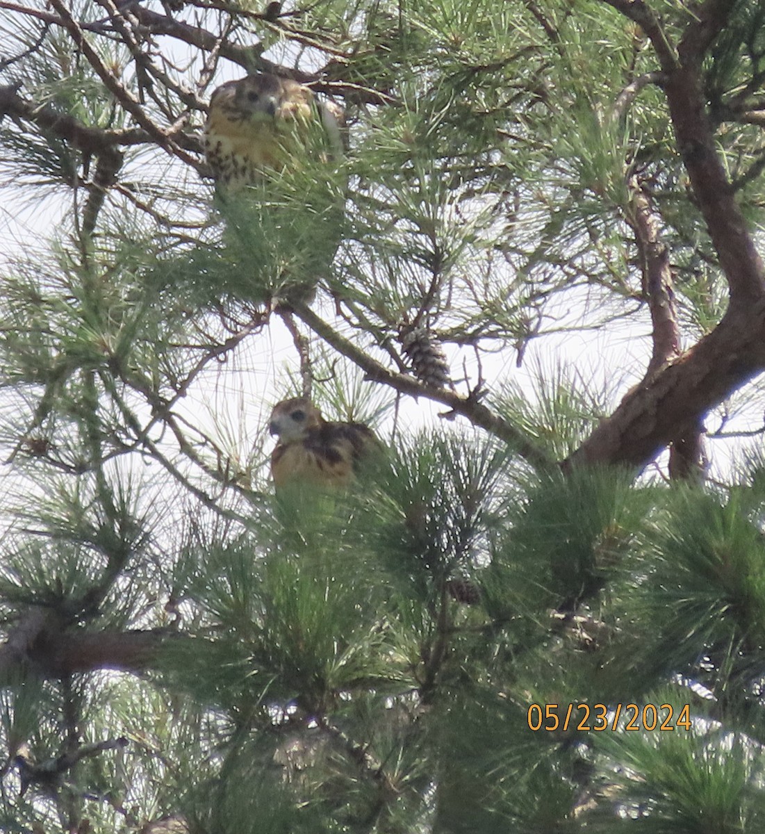 Red-tailed Hawk - Susan Leake