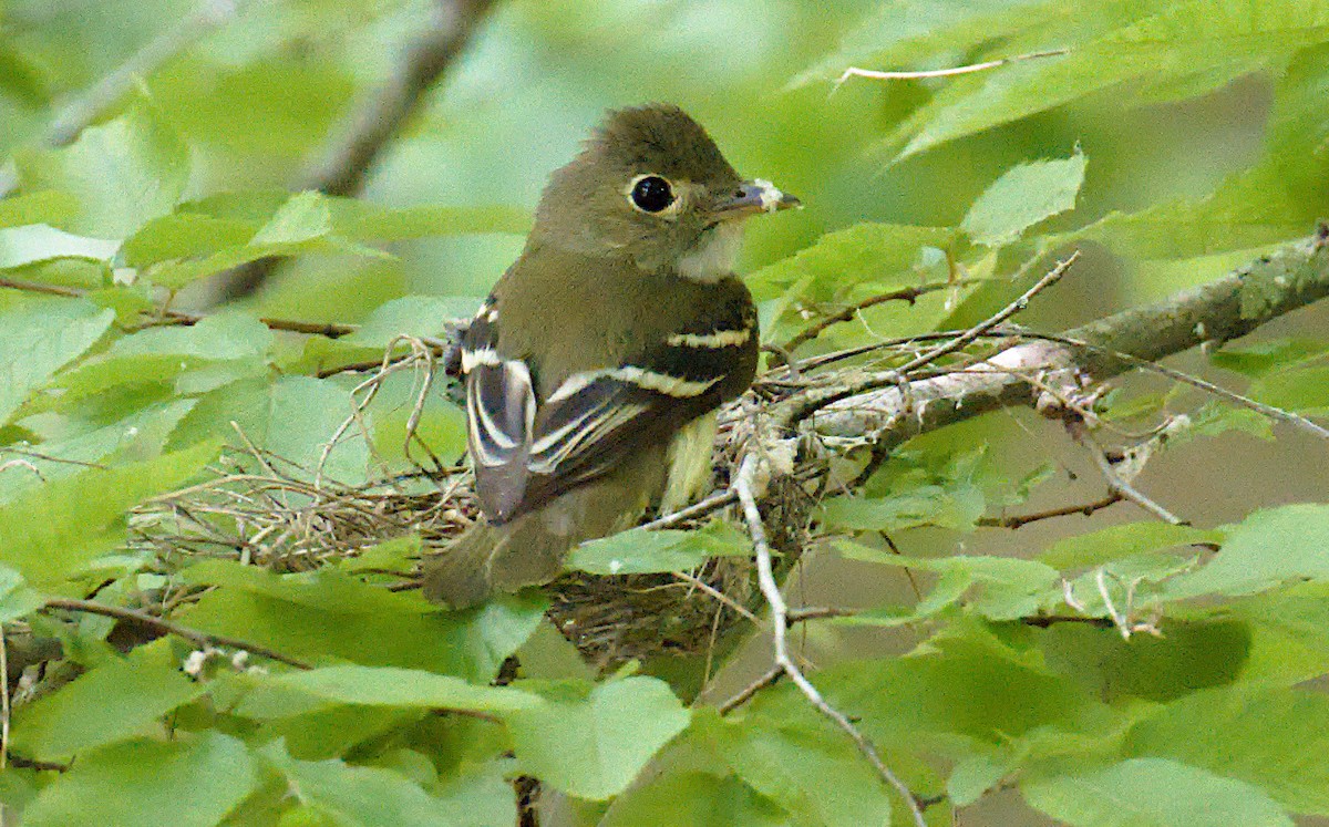 Acadian Flycatcher - Matthew Murphy