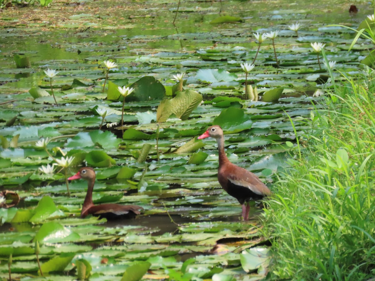 Black-bellied Whistling-Duck - John Kugler