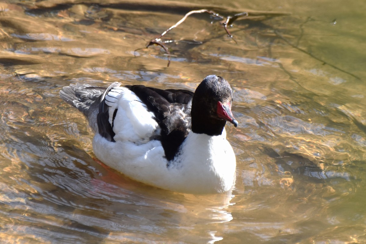 Common Merganser - Amanda Davis