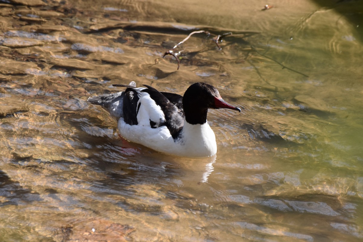 Common Merganser - Amanda Davis