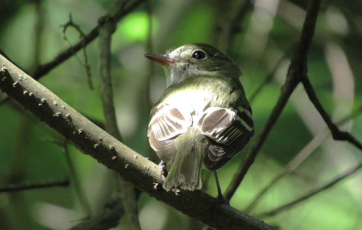 Acadian Flycatcher - Fred Kachmarik