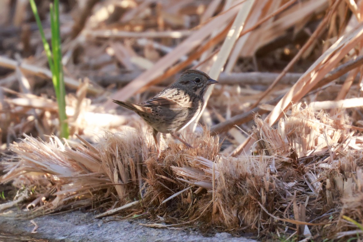 Lincoln's Sparrow - Joey McCracken