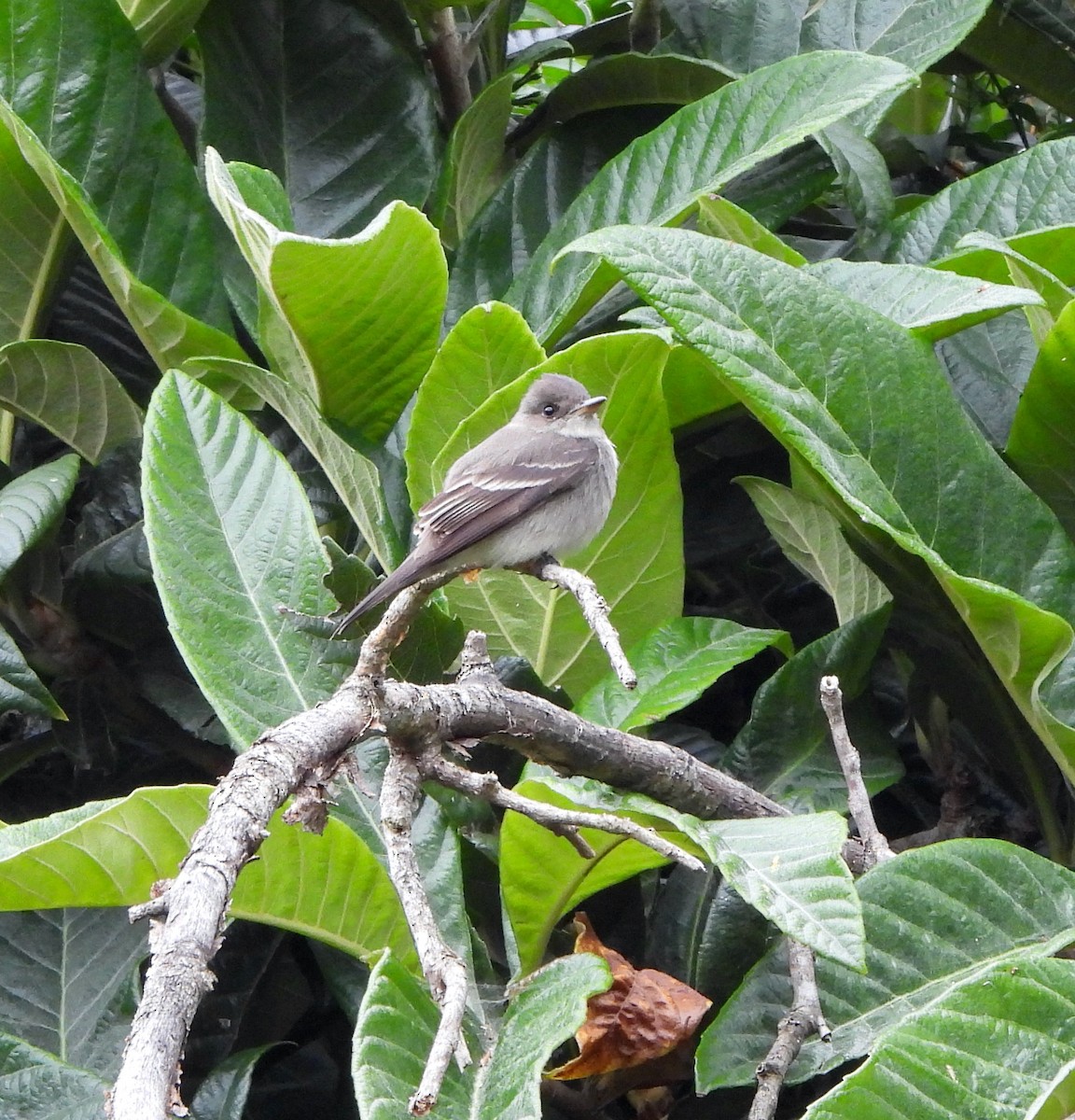 Western Wood-Pewee - Michelle Haglund