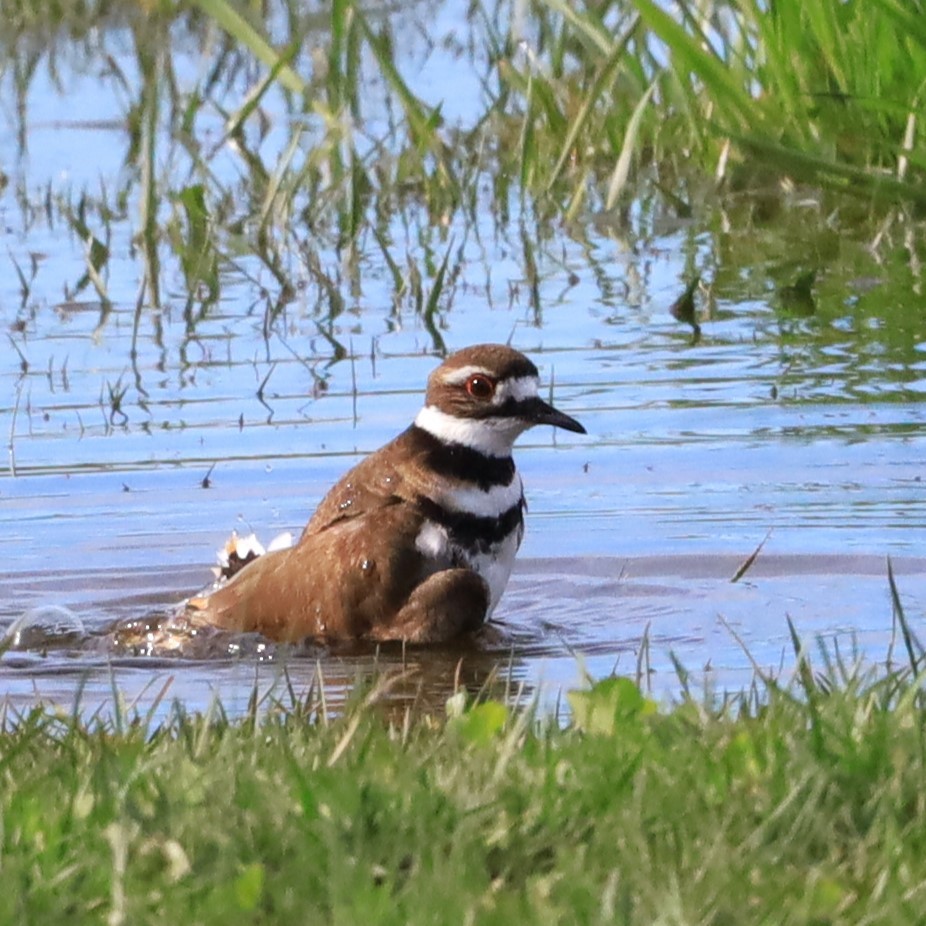 Killdeer - ML619493810