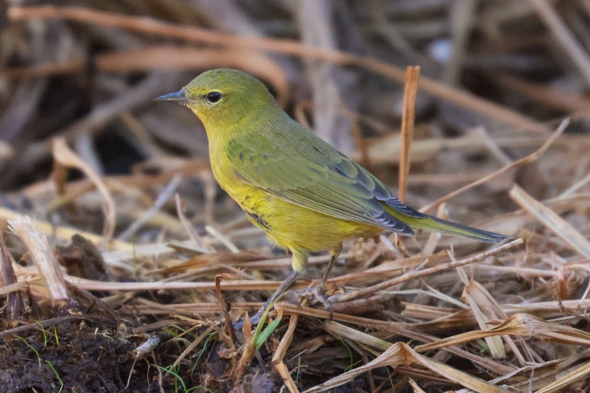 Orange-crowned Warbler - Joey McCracken